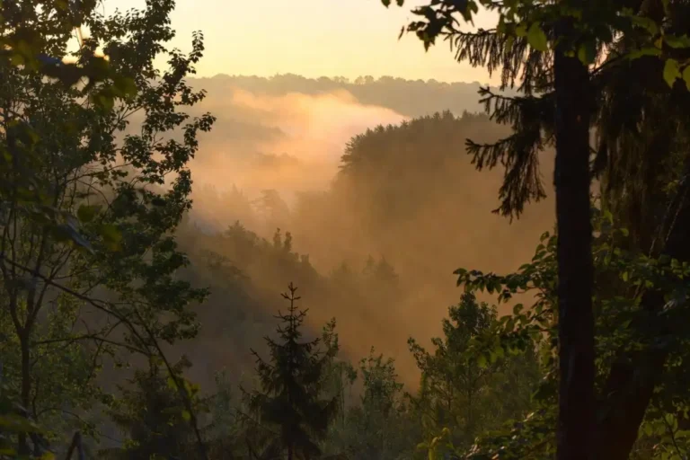 A misty golden-hour forest valley representing the feeling behind nature beauty quotes