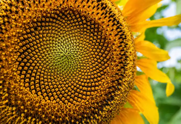 fibonacci pattern sunflower seeds