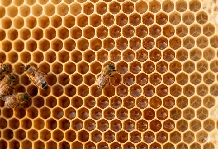 honeycomb hexagon tessellation beeswax