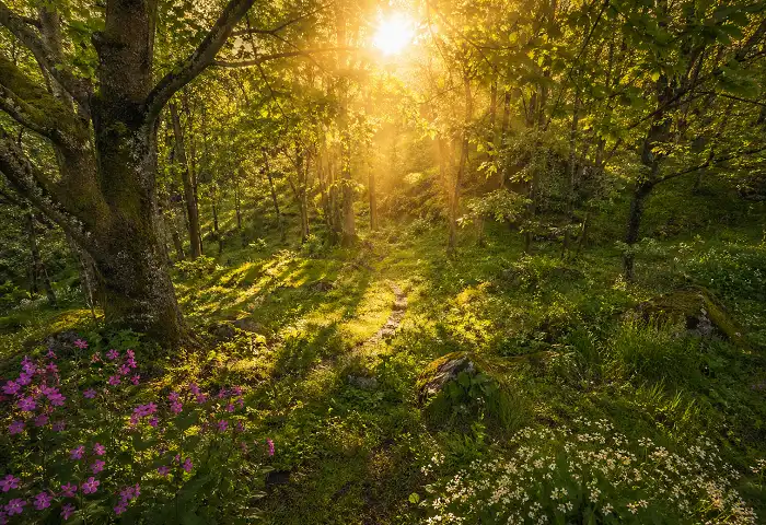 nature words