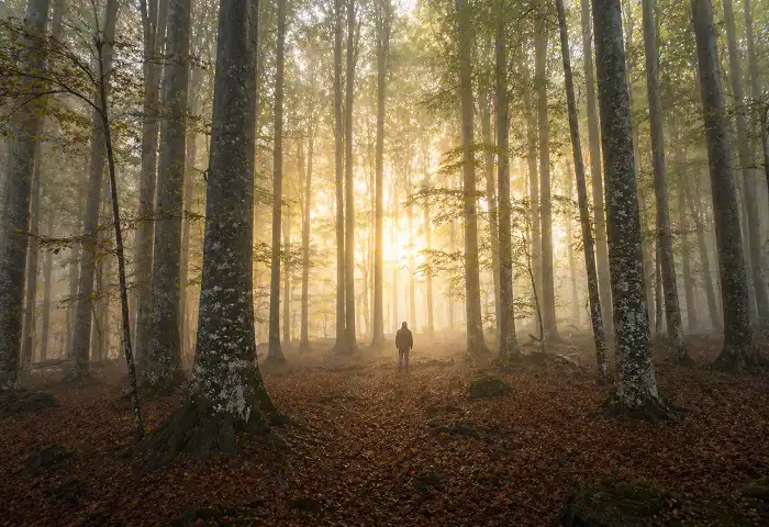 person standing alone in misty ancient beech forest