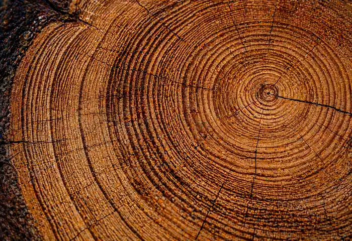 tree ring cross section slow growth