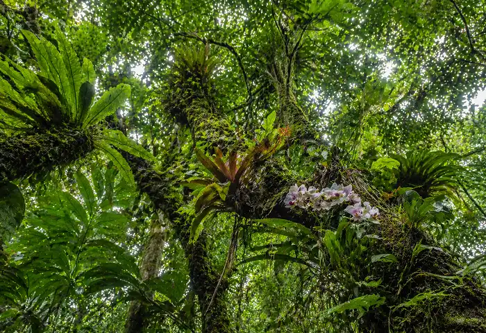 tropical rainforest canopy with epiphytes and orchids