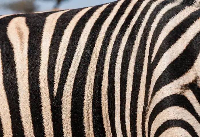 zebra stripe reaction diffusion skin pattern