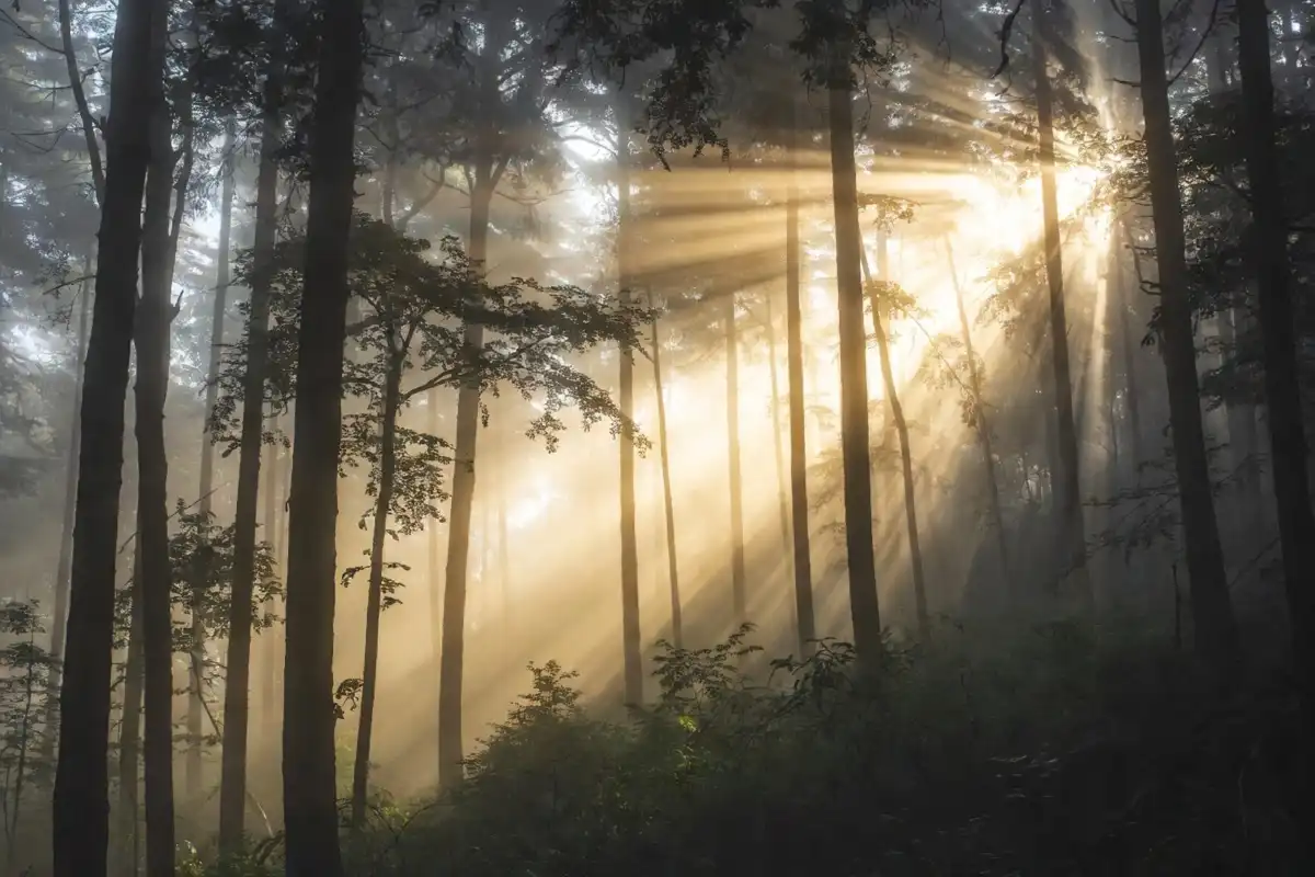 Sunlight streaming through a peaceful forest canopy
