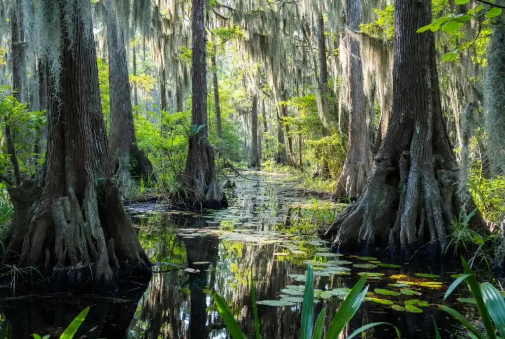 Wide view of Florida cypress swamp with bald cypress trees, Spanish moss, and sunlit water