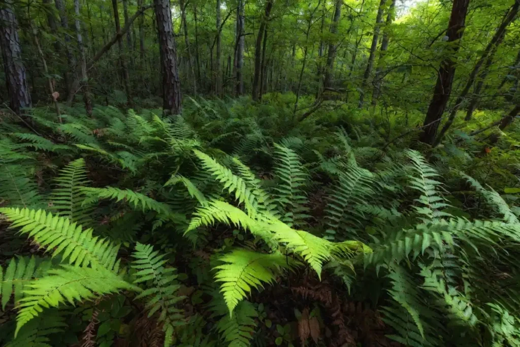 Dense carpet of native Florida ferns growing along cypress tree bases in a shaded forest