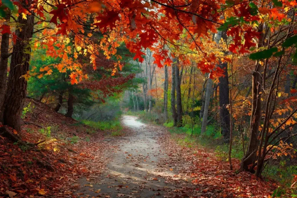 Autumn woodland trail at Hidden Oaks Nature Center with orange and red foliage on oak trees