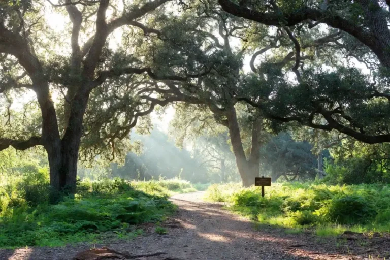 Scenic entrance path to Hidden Oaks Nature Center surrounded by tall trees and greenery