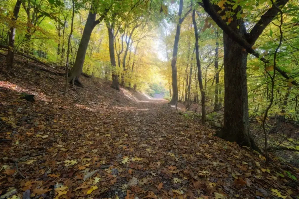 Sunlit forest trail at Hidden Oaks Nature Center with oak trees and fallen leaves on the path