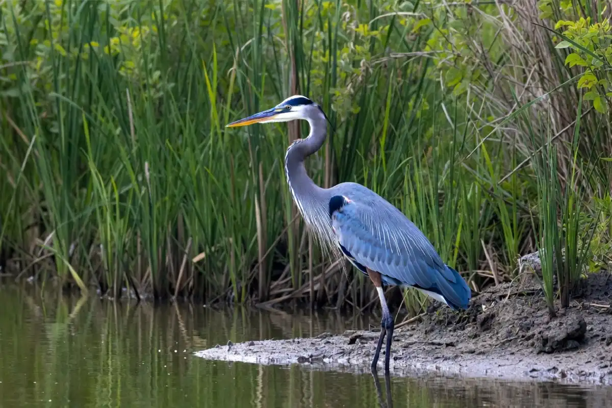 Birds nesting near the wetlands at Lake Katherine Nature Center