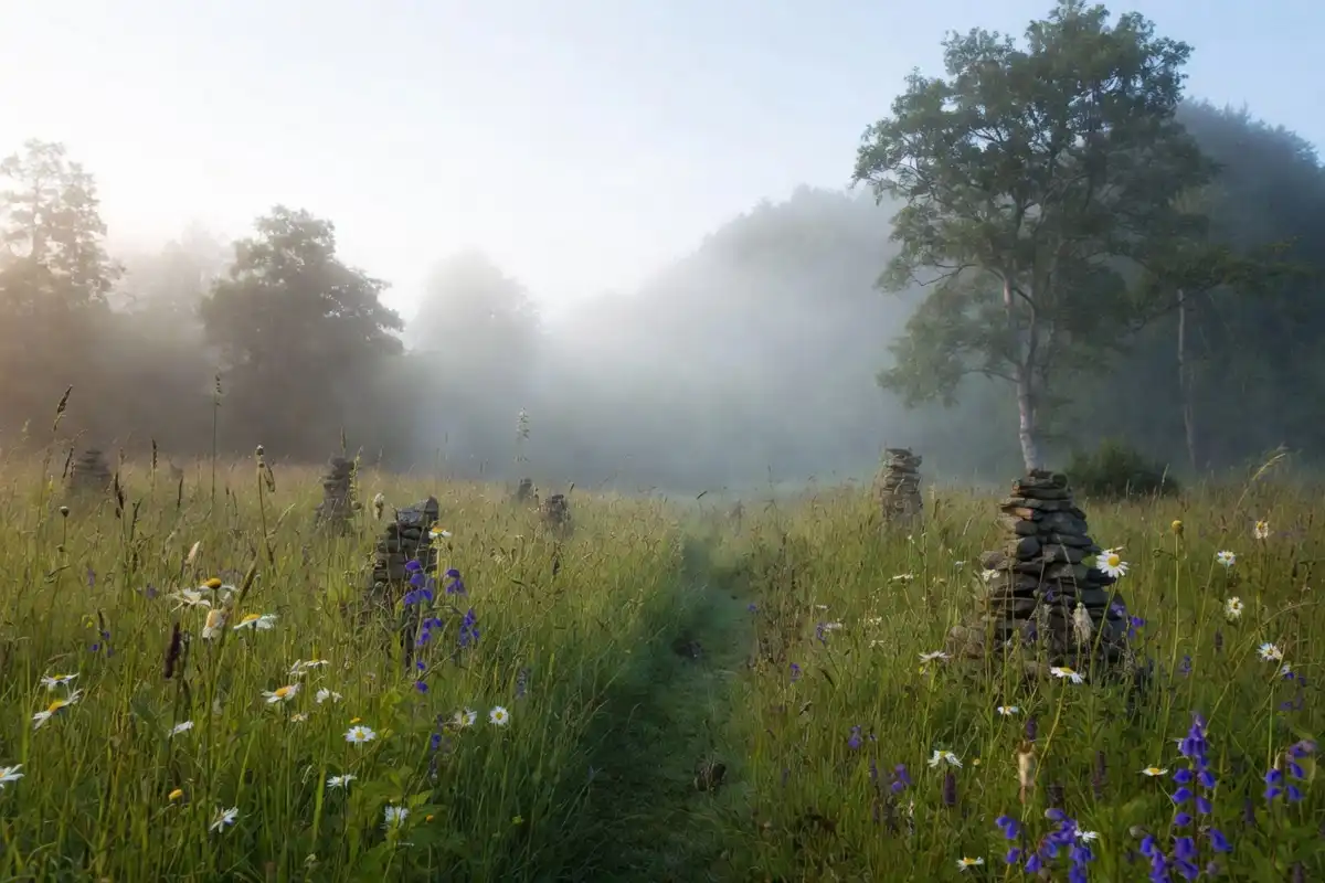Green natural burial ground meadow with wildflowers and native trees in soft morning light