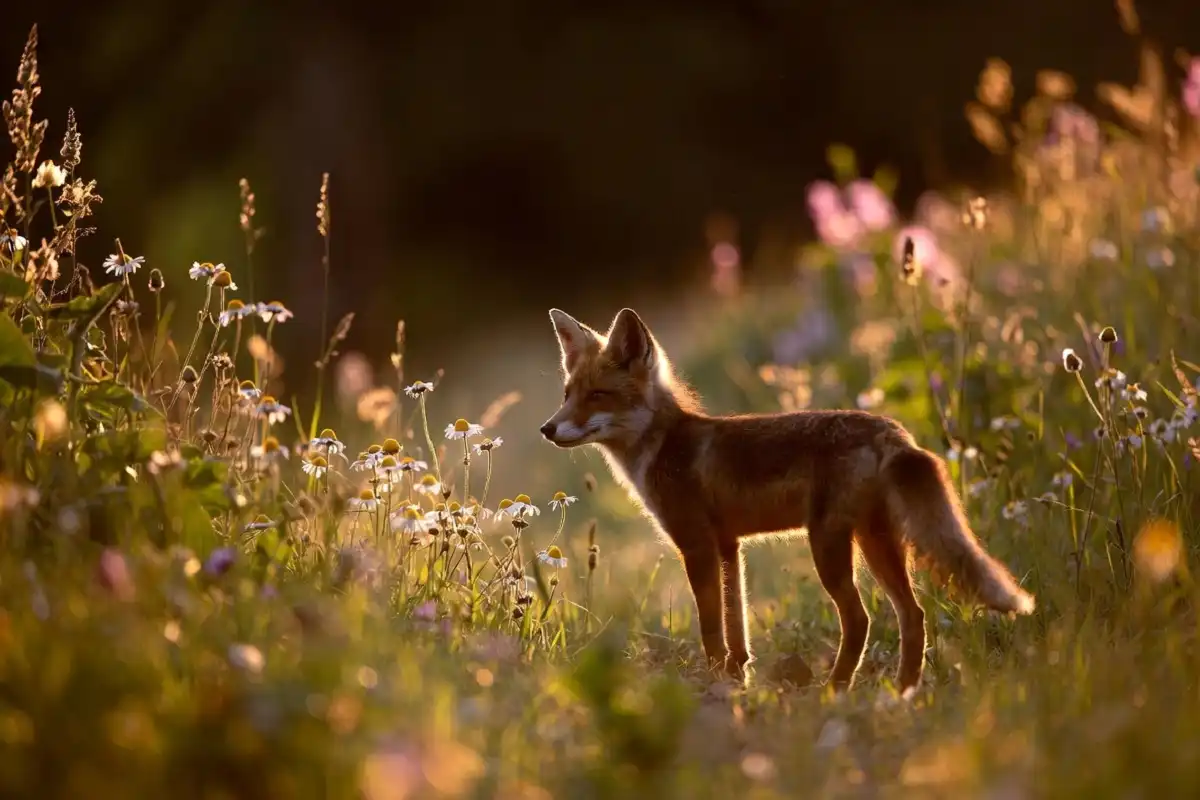 A red fox standing in a golden meadow surrounded by wildflowers at sunrise