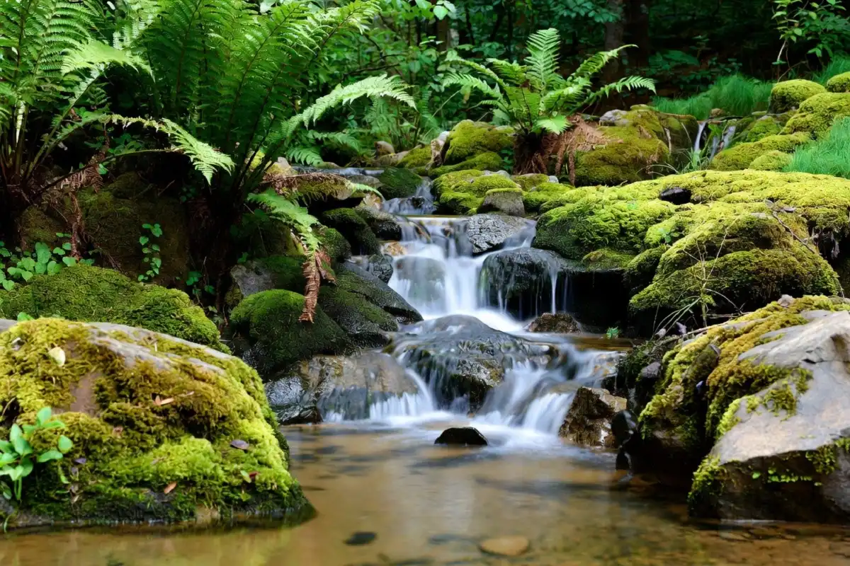 nice nature build natural water feature with rocks and ferns