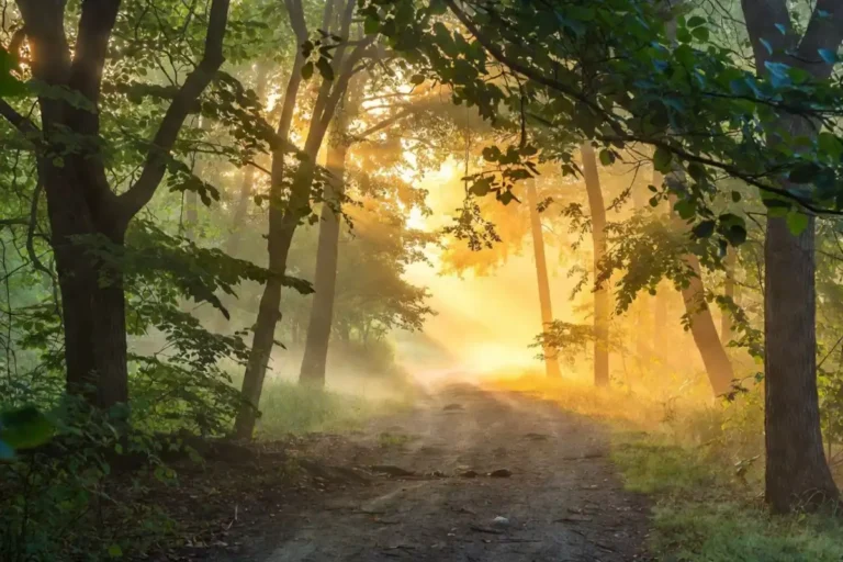 poems about nature forest light