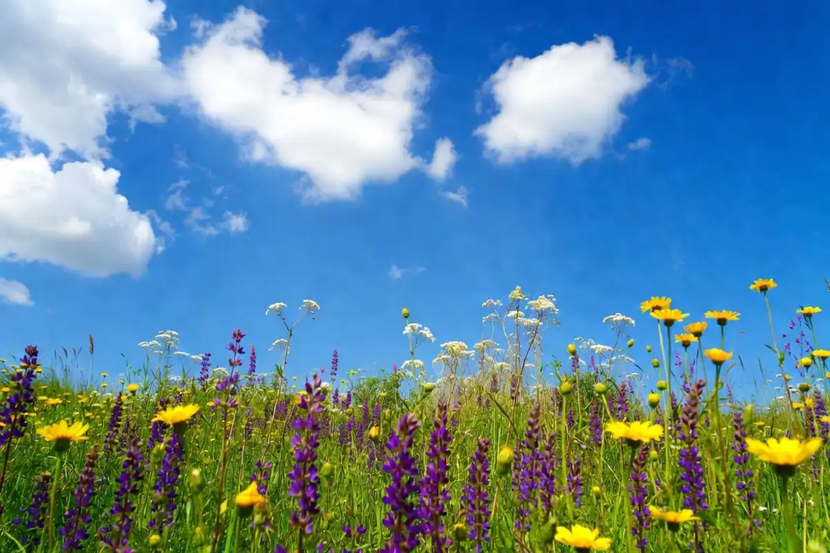 Colorful wildflowers blooming in a sunlit open meadow