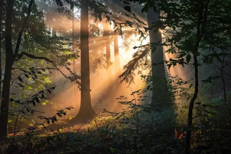 Golden sunlight filtering through tall forest trees representing quotes about nature