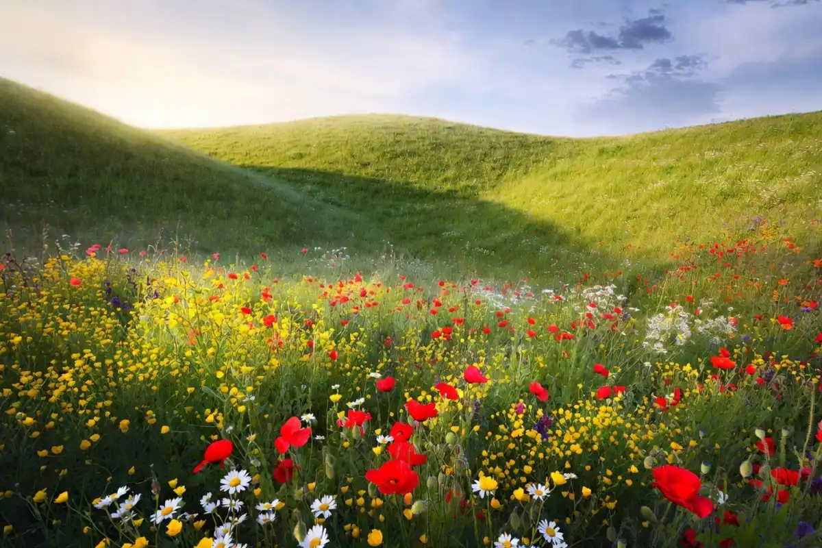 Colorful wildflower meadow in bloom representing beautiful quotes about nature and seasonal change