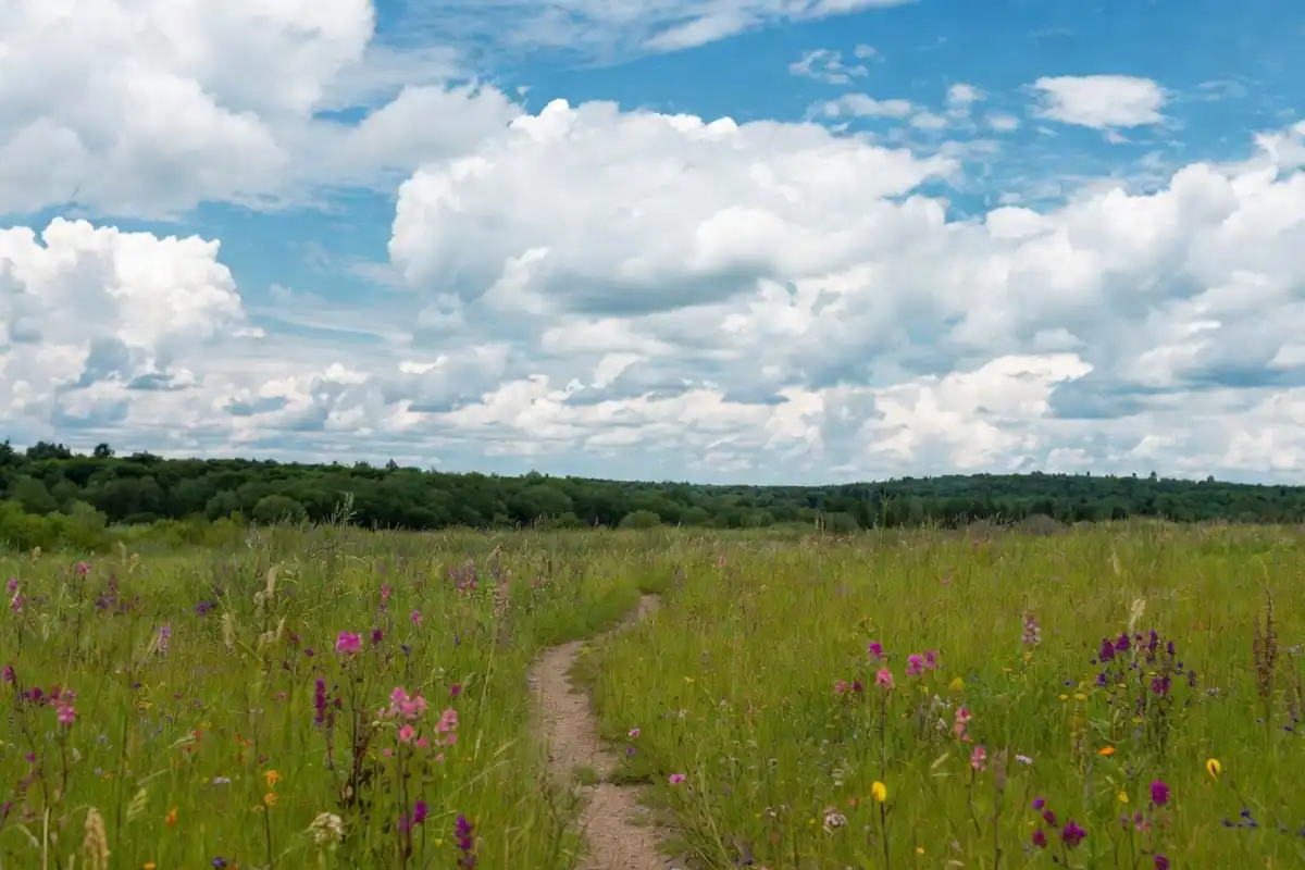 Narrow path through a wildflower meadow revealing secret nature in bloom