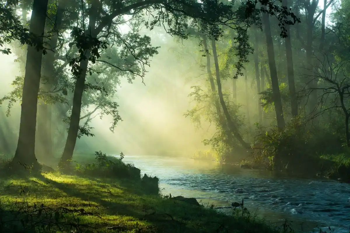 Misty green forest with morning sunlight and calm river for nature wallpaper