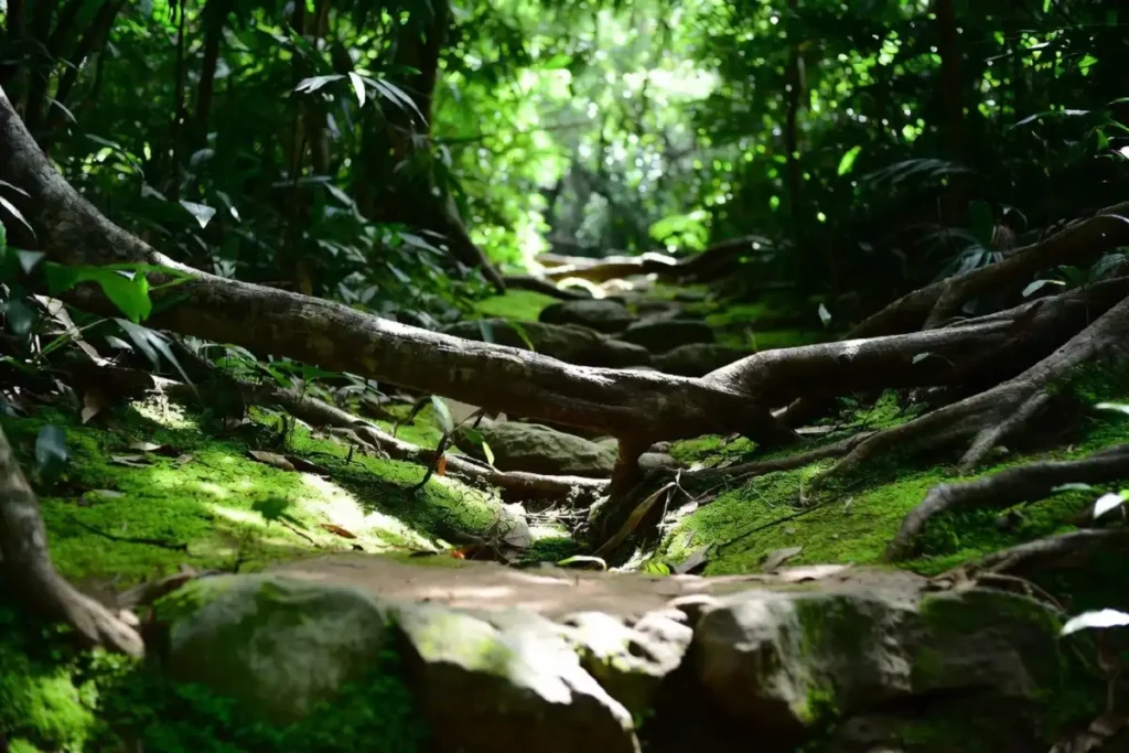Close-up of a jungle trail with tree roots and green moss along the forest floor