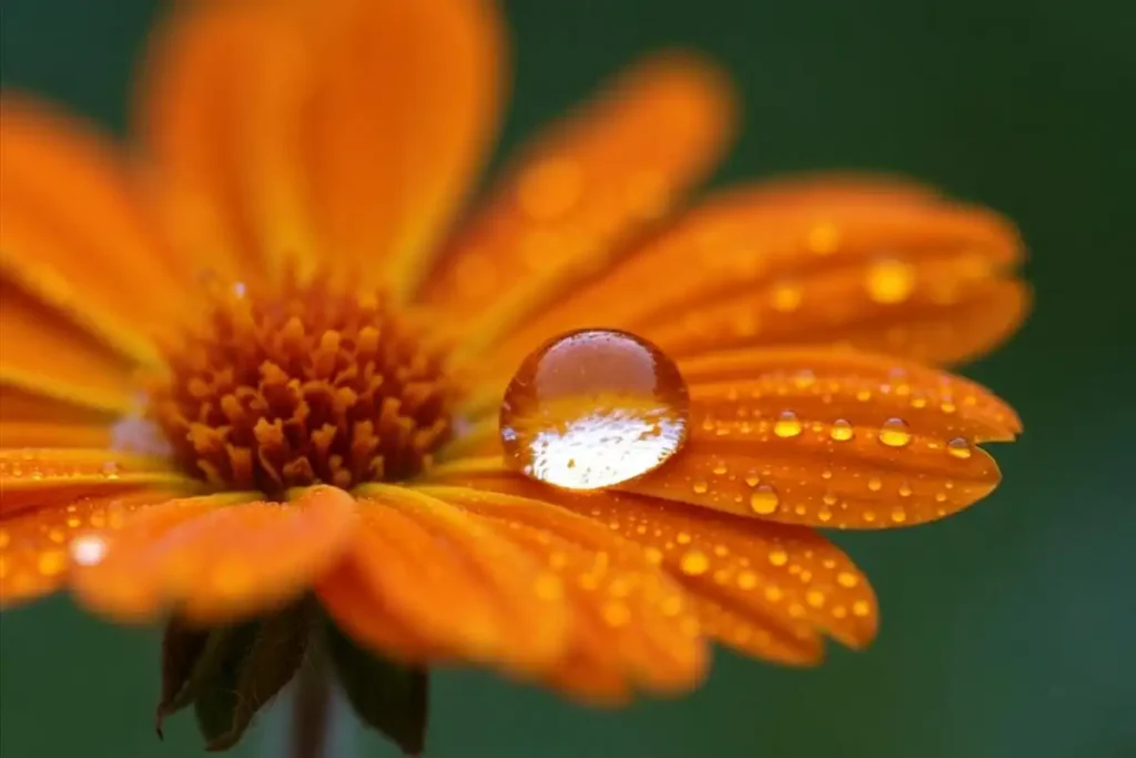 Macro nature photography idea showing a water droplet on an orange flower petal