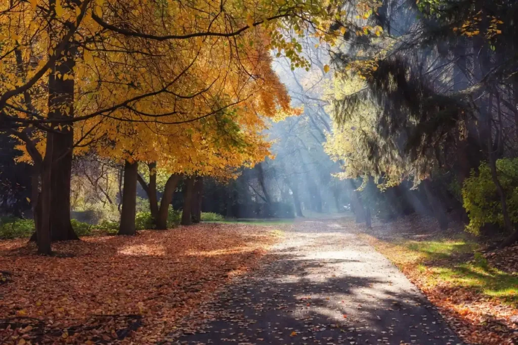 Quiet tree-lined park path covered in warm autumn leaves and soft light