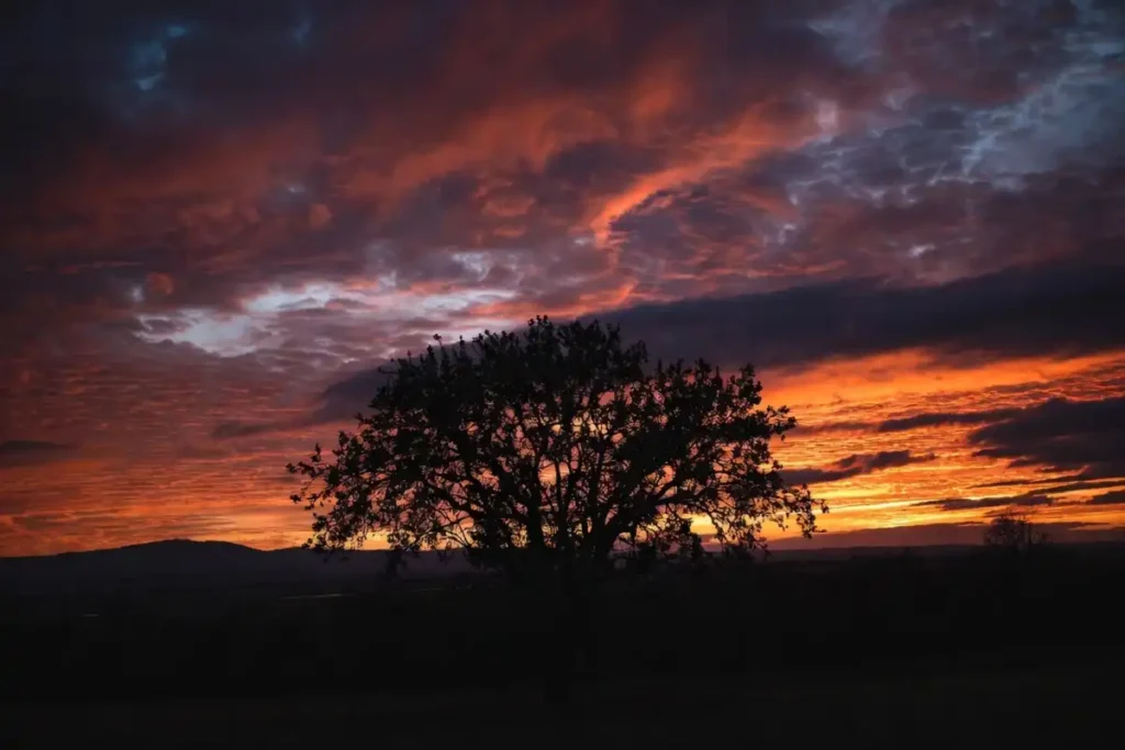 Beautiful nature photography idea showing a tree silhouette against a colorful dusk sky