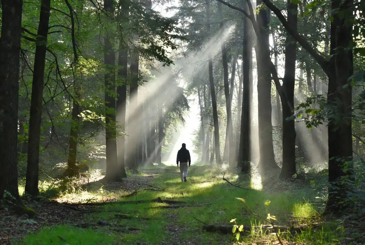 nature walk inspiration forest trail
