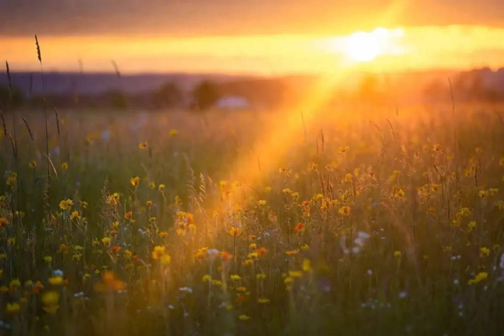 Wildflower meadow mobile wallpaper with golden hour sunbeams and warm tones