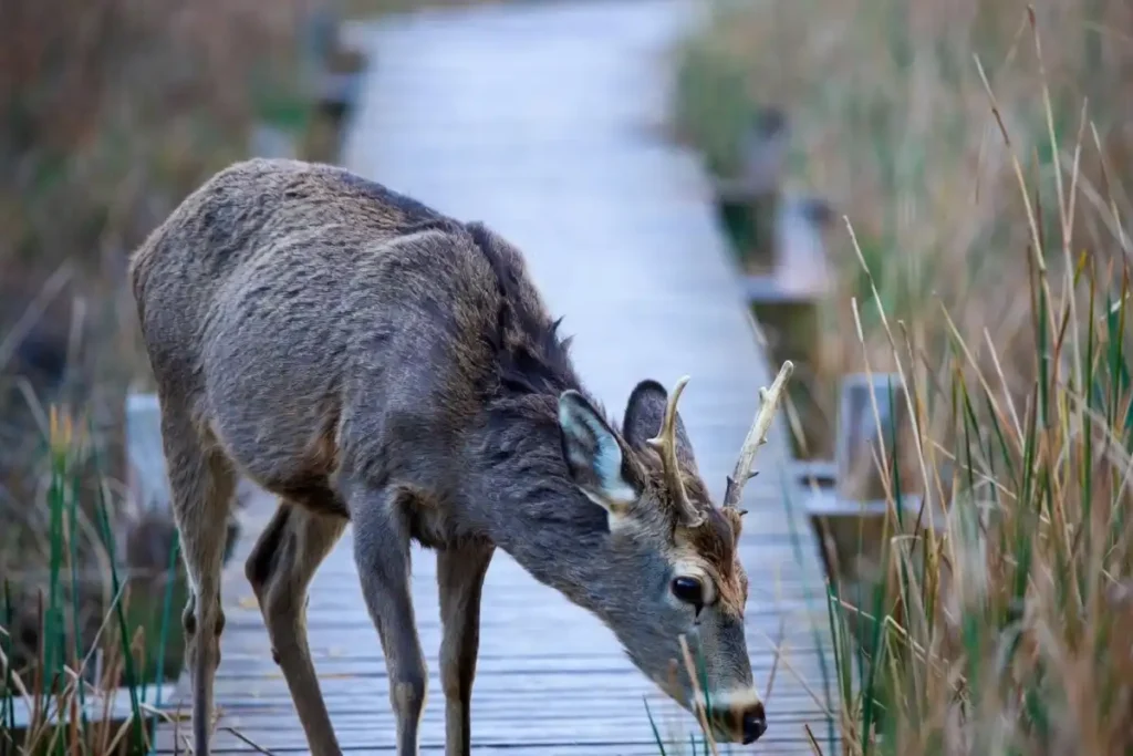 Wildlife staying close to trail at a quiet hidden nature center
