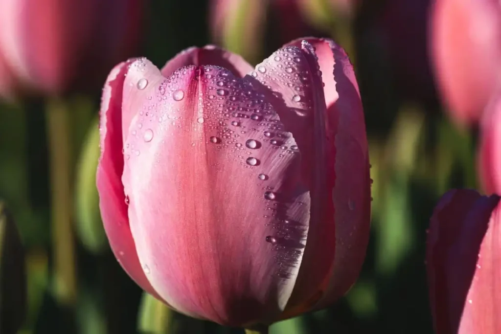Dew covered tulips used in good morning wishes with flowers images