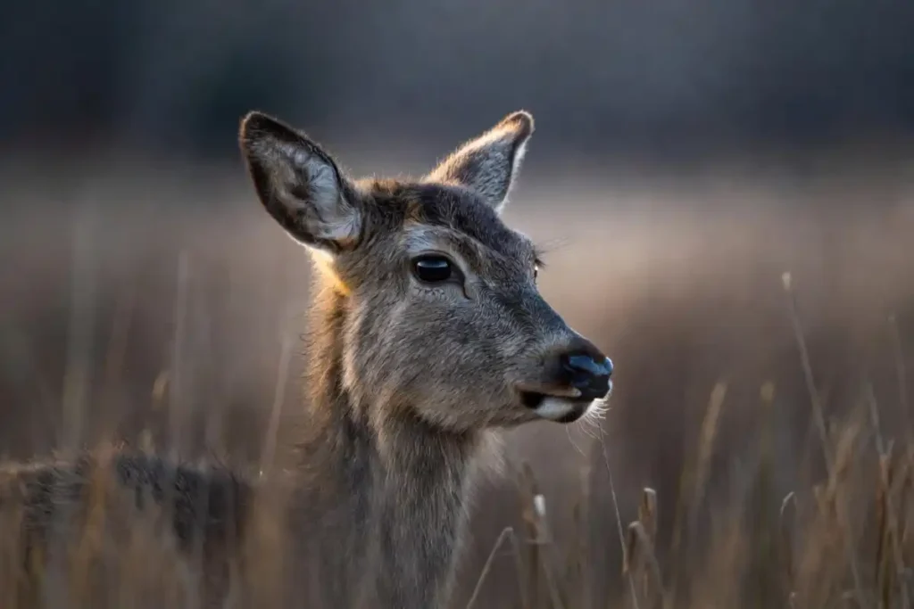 Wildlife nature photography shot of a deer at dawn
