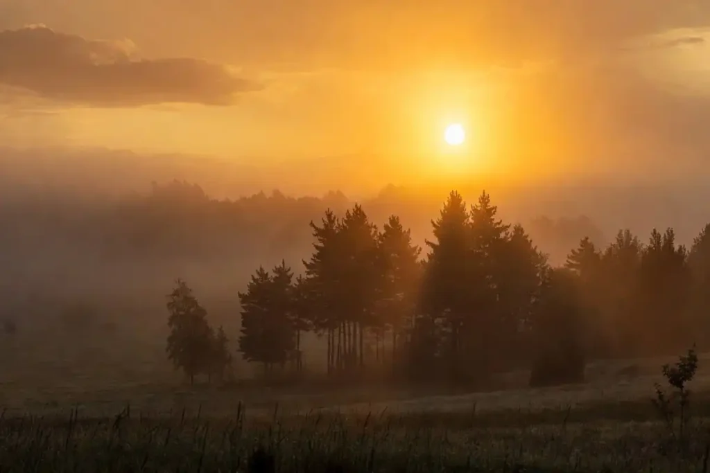 Golden hour lighting used in nature photography over a forest valley