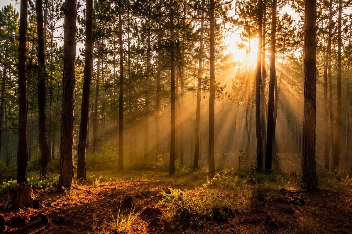 Golden hour light streaming through a foggy forest landscape ideal for nature photography